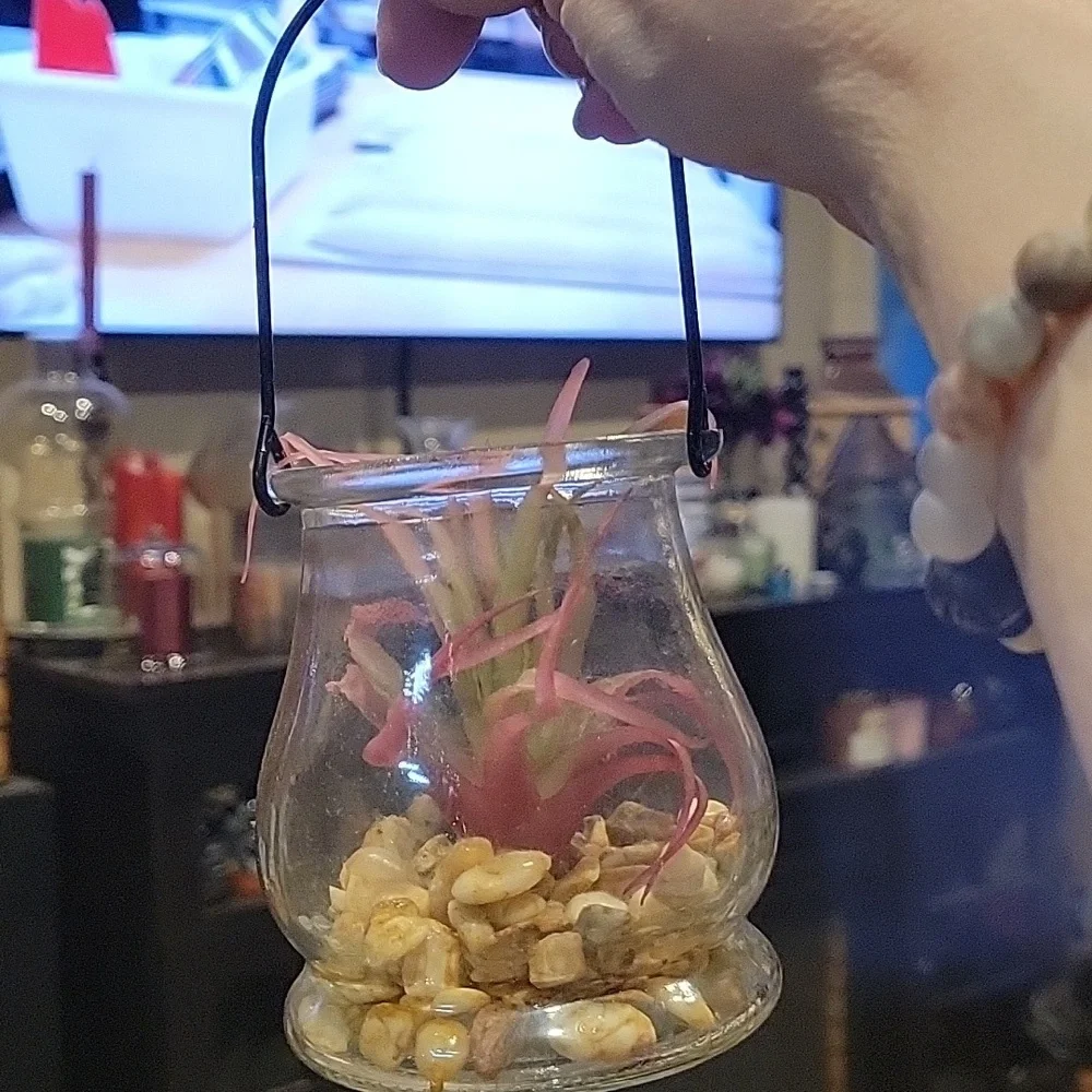 5 For 25.00/Plant In Lantern/ EUC/ Air Plant/ Artificial/ Cute